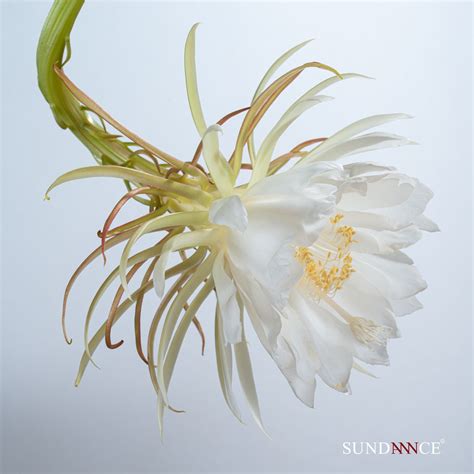 曇花開花|曇花 Epiphyllum 